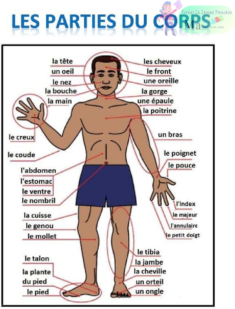 les-parties-du-corps