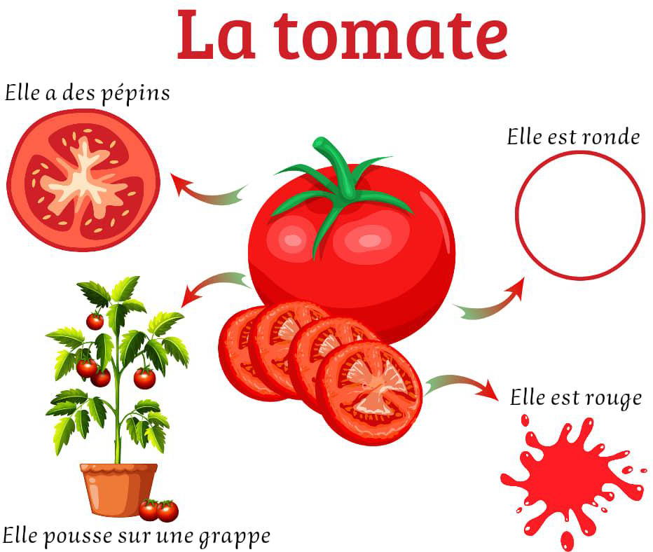affichage_decrire_les_legumes