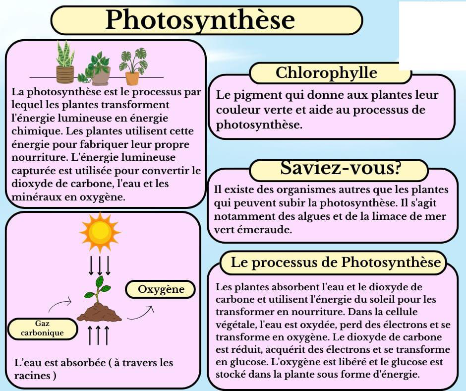 photosynthese