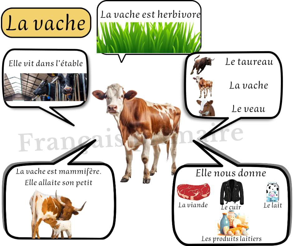 la_vache