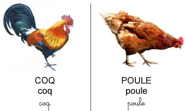 les_animaux_dans_la_ferme