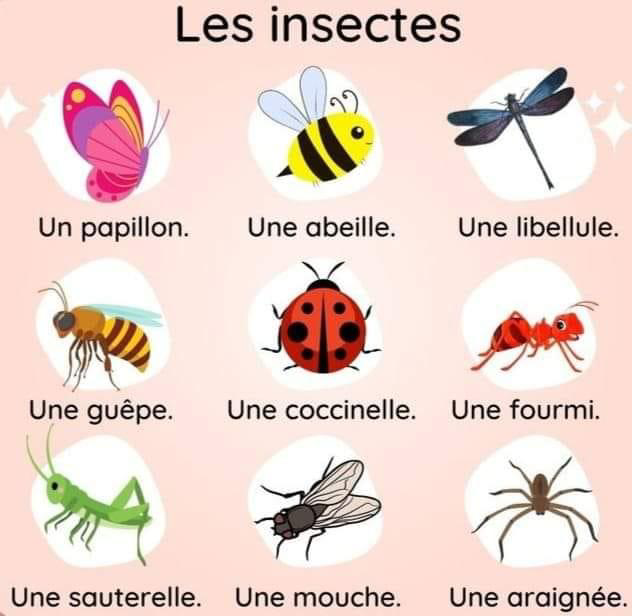 les_insectes