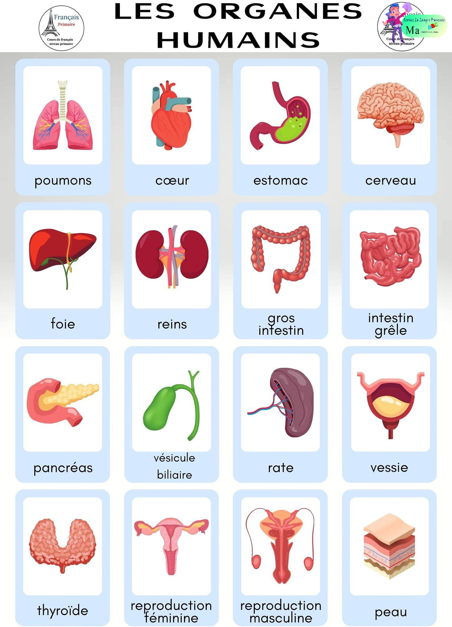 les_organes_humains