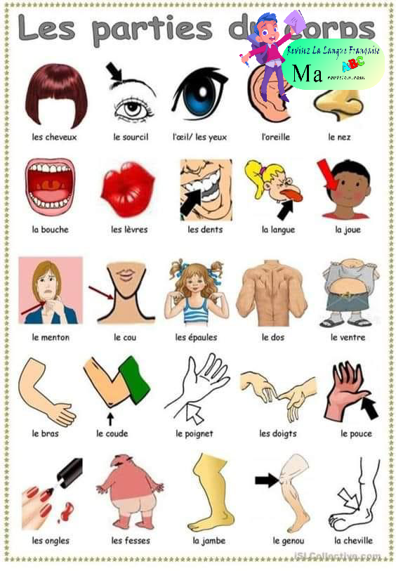 les_parties_du_corps
