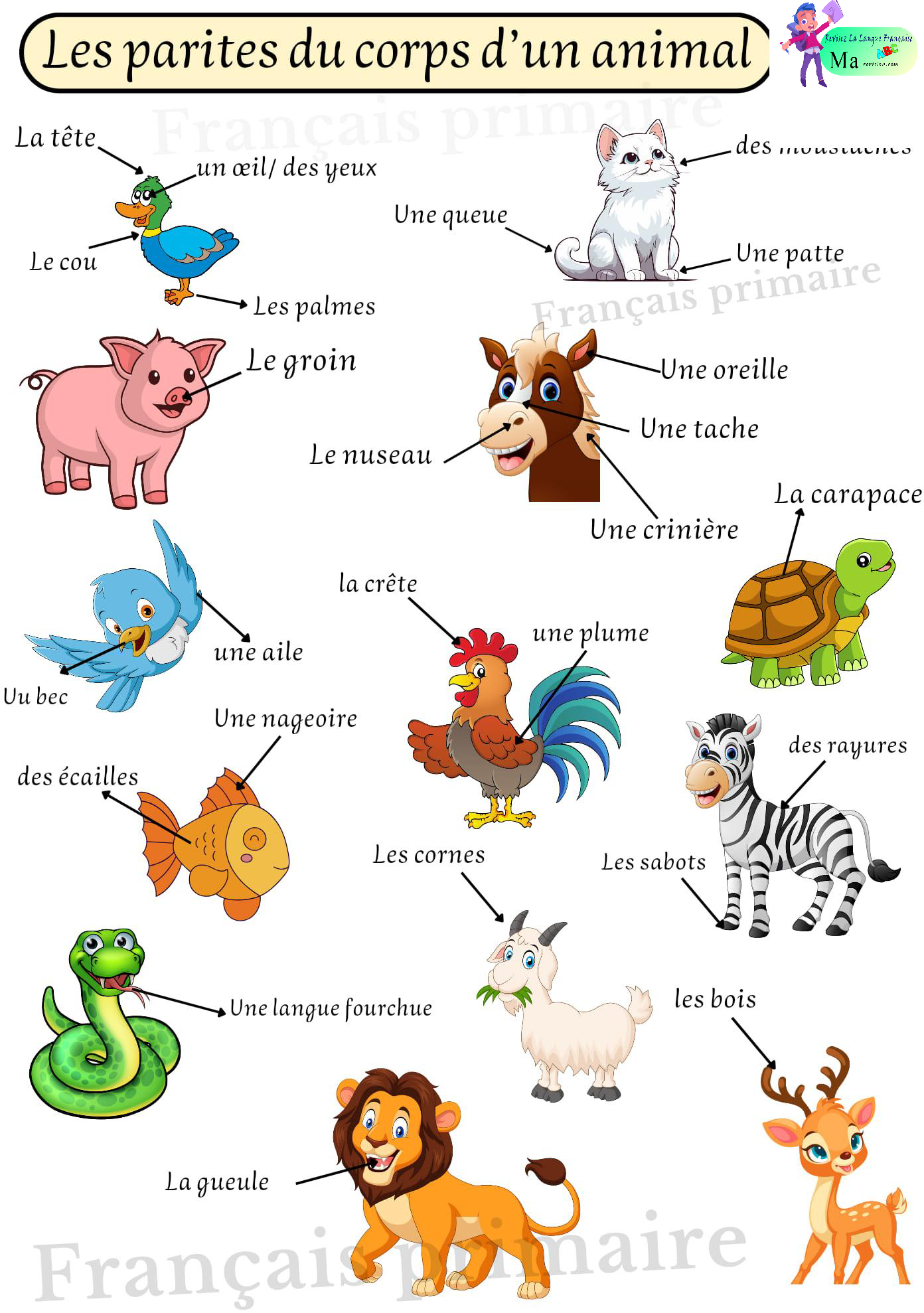 les_parties_du_corps_d_un_animal