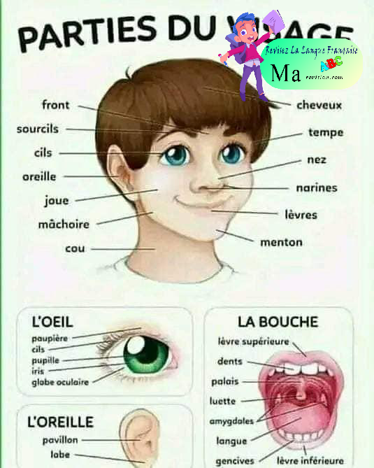 les_parties_du_visage